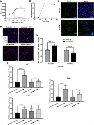 Oxytocin promotes epicardial cell activation and <mark class="highlighted">heart regeneration</mark> after cardiac injury